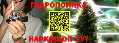 стафф Кингисепп
